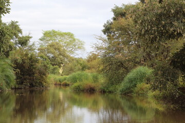 Fototapeta na wymiar Krüger Park - Afrikanischer Busch - Fluss / Kruger Park - African bush - River /