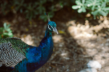 Obraz premium Beautiful peacock on a Lokrum iceland on a sunny day.