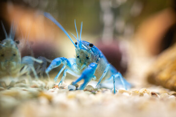 Blauer Krebs