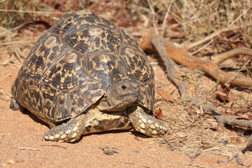 Leopardenschildkröte / Leopard tortoise / Geochelone pardalis