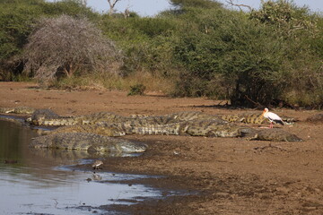 Nilkrokodil und Nimmersatt / Nile crocodile and Yellow-billed stork / Crocodylus niloticus et...