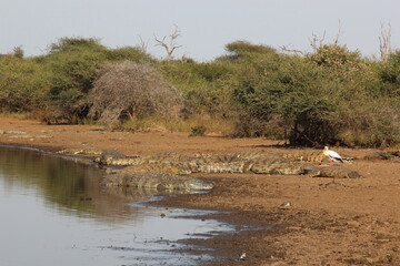 Nilkrokodil und Nimmersatt / Nile crocodile and Yellow-billed stork / Crocodylus niloticus et...
