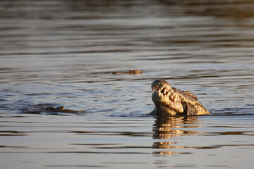 Nilkrokodil / Nile crocodile / Crocodylus niloticus....