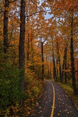 Leaf Covered Road Winding Through Fall Trees