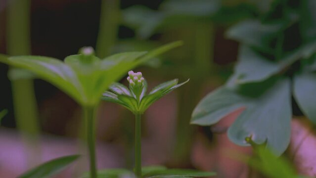 Timelapse Of Woodruff (Galium Odoratum)