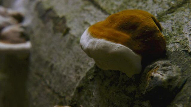 Timelapse Of Fomes Fomentarius On A Tree In The Forest