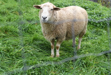 Helles Schaf auf grüner Wiese