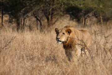 Afrikanischer Löwe / African lion / Panthera leo.