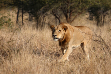 Fototapeta na wymiar Afrikanischer Löwe / African lion / Panthera leo.