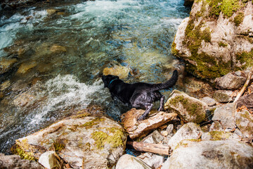 Black Labrador Retriever playing in the creek. River in the nature.