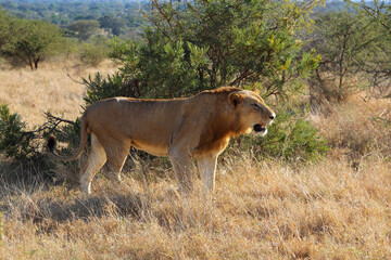 Afrikanischer Löwe / African lion / Panthera leo.