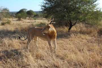 Afrikanischer Löwe / African lion / Panthera leo.