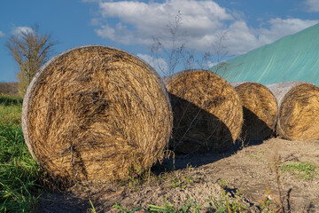 Wrapped straw bales. The bales are stacked in a meadow and covered with a tarpaulin against the...
