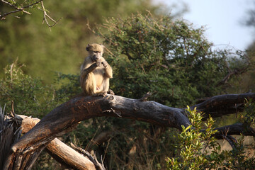Bärenpavian / Chacma baboon / Papio ursinus