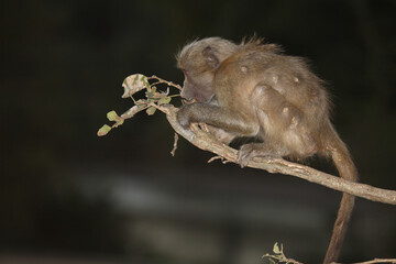 Bärenpavian / Chacma baboon / Papio ursinus..