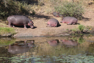 Flußpferd am Sweni River / Hippopotamus at Sweni River / Hippopotamus amphibius