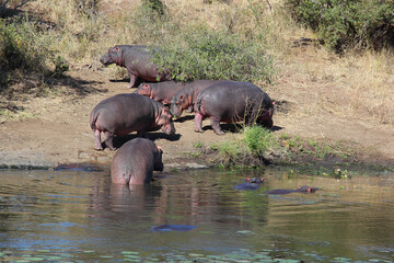 Flußpferd am Sweni River / Hippopotamus at Sweni River / Hippopotamus amphibius
