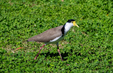 Naklejka premium Australian Masked Lapwing ( Vanellus miles)