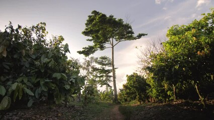 Huge tree between the alleys of a cocoa forest, in Ivory Coast