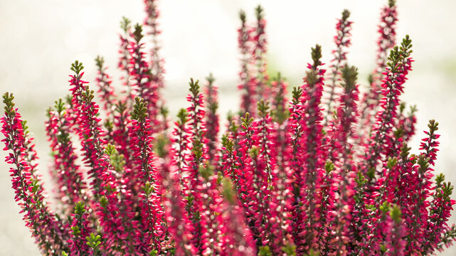 pink heather in the close up view, shallow depth of field