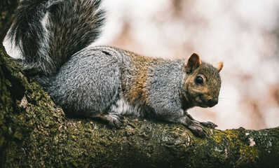 Squirrel perched on Tree 