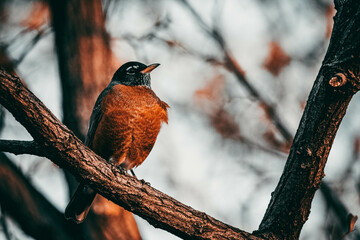 Bird on tree 