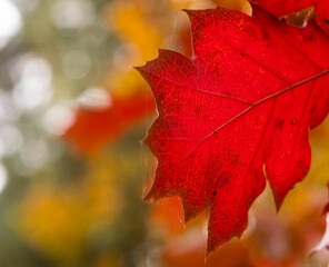 Pięknie wybarwiony , intensywnie czerwony , jesienny liść dębu z pajęczyną babiego lata . - obrazy, fototapety, plakaty