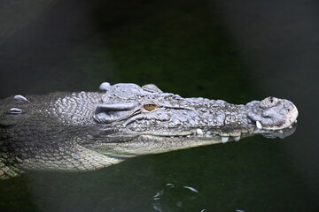 Krokodil