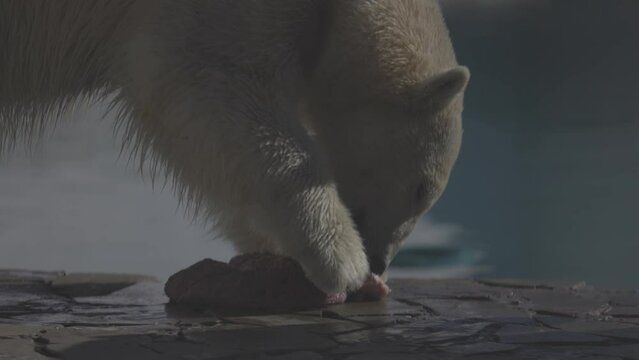 Beautiful Portrait footage of Polar bear in nature landscape. Polar bear eat raw meat on a rock beach near cold water. 4K Slow motion video, ProRes 422, ungraded C-LOG 10 bit