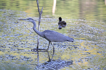 airone cinerino (Ardea cinerea)