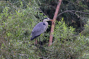 airone cinerino (Ardea cinerea) su un salice