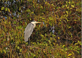airone cinerino (Ardea cinerea) su un ontano