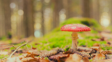 Iconic red amanita mushroom isolated in fall forest.