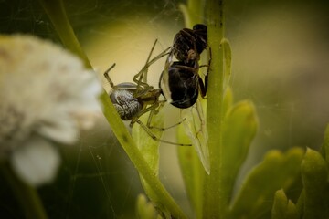 spider eating a fly
