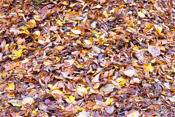 Background of fallen colorful autumn leaves.