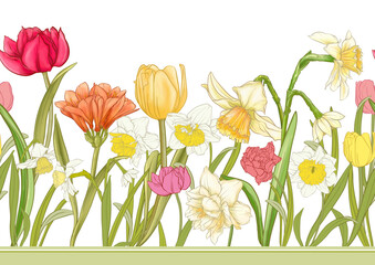 White daffodils and tulips flowers, the early spring flowers. Seamless border pattern, linear ornament, ribbon Vector illustration. In botanical style