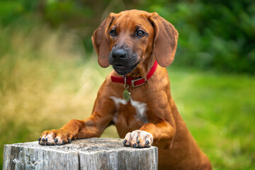 Six month old Rhodesian Ridegback puppy reaching up onto a tree stump with puppy eyes