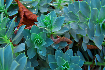Echeveria in autumn in raindrops. Close-up. Floral background. Selective focus.