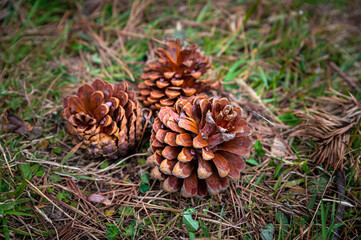 Close up view of pine cones lying on the grass.

A conifer cone is a seed-bearing organ on...