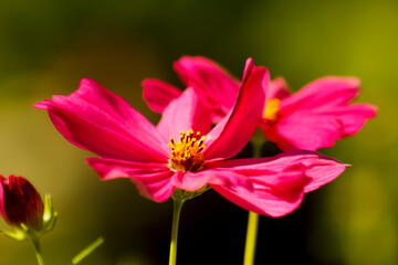 Obraz premium close up of pink flower