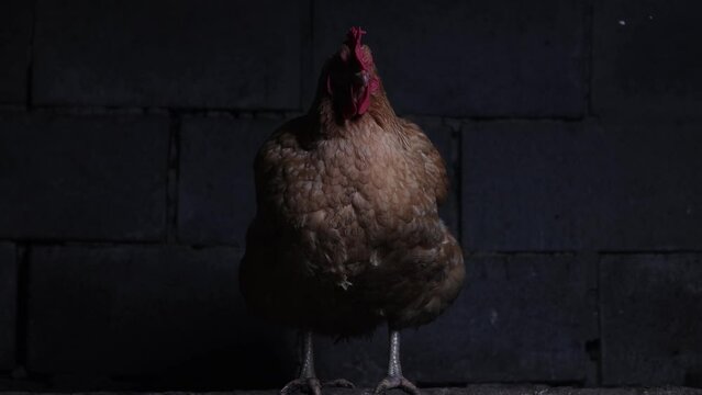 chicken sits on a perch in the dark