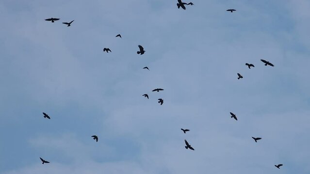 crows flying chaotically across the sky slow motion
