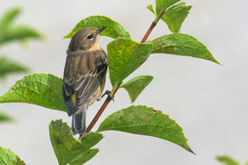 Yellow-rumped warbler perched on a branch