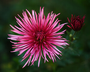 Close up shot of an Aster flower and one unopened flower head, blurred background.