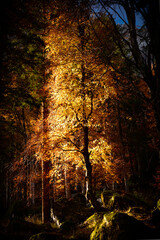 Sun light illuminate the autumn foliage of a beech tree. - 544459862