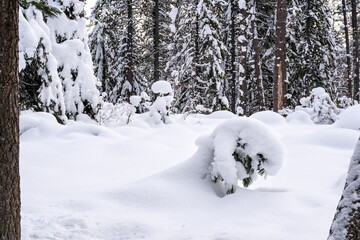 Short Pine Tree Covered in Heavy Snow in Forest in Winter