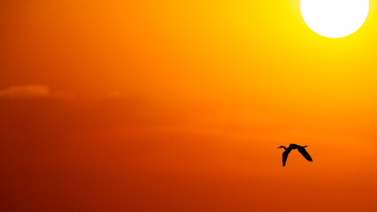 Obraz na płótnie Canvas Sunset Bird Flying Inspiration Uplifting Spiritual Hope 16.9 Image