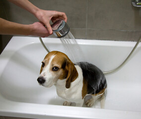 Beagle