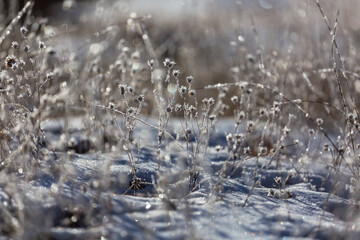 Frozen meadow