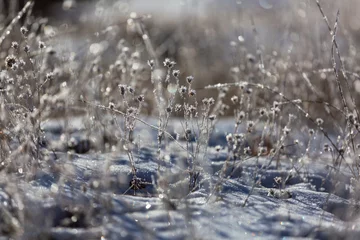  Frozen meadow © Galyna Andrushko